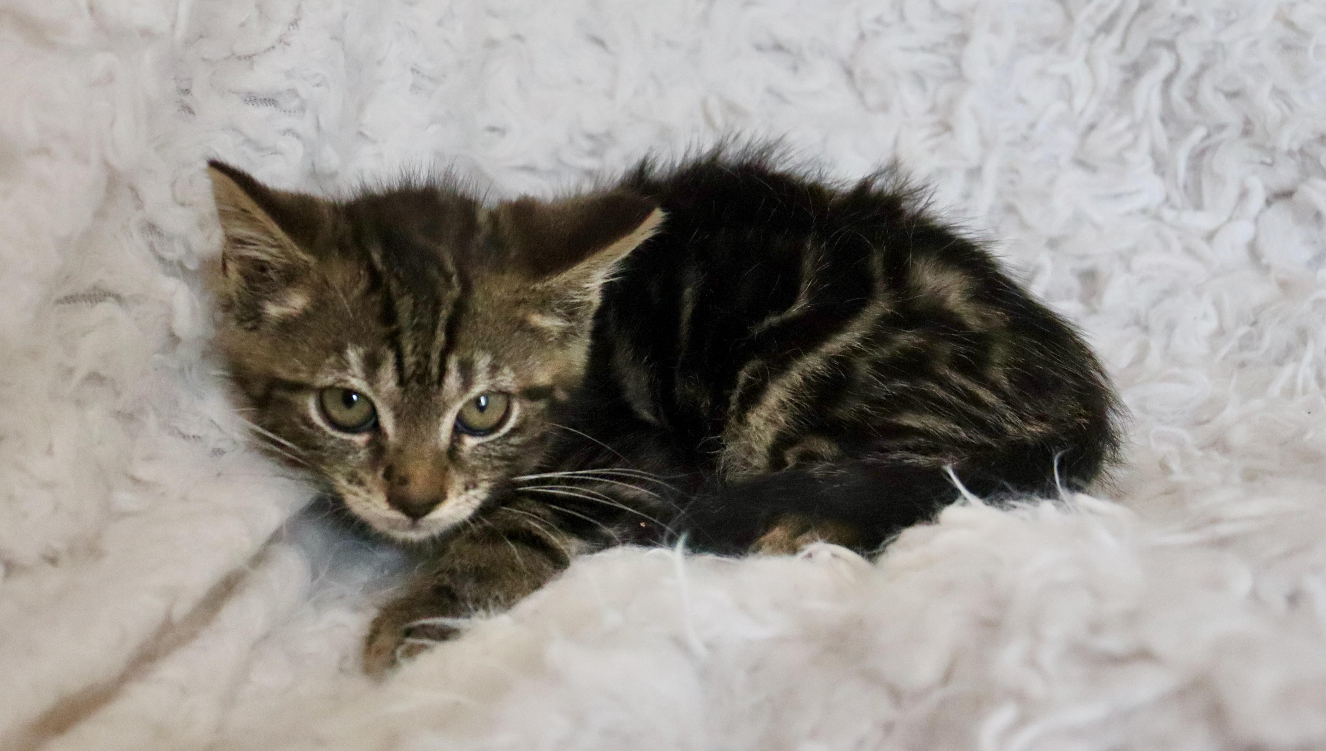 Enlarge Archer, a Adoptable mixed breed in Saint Augustine, FL image 4/5