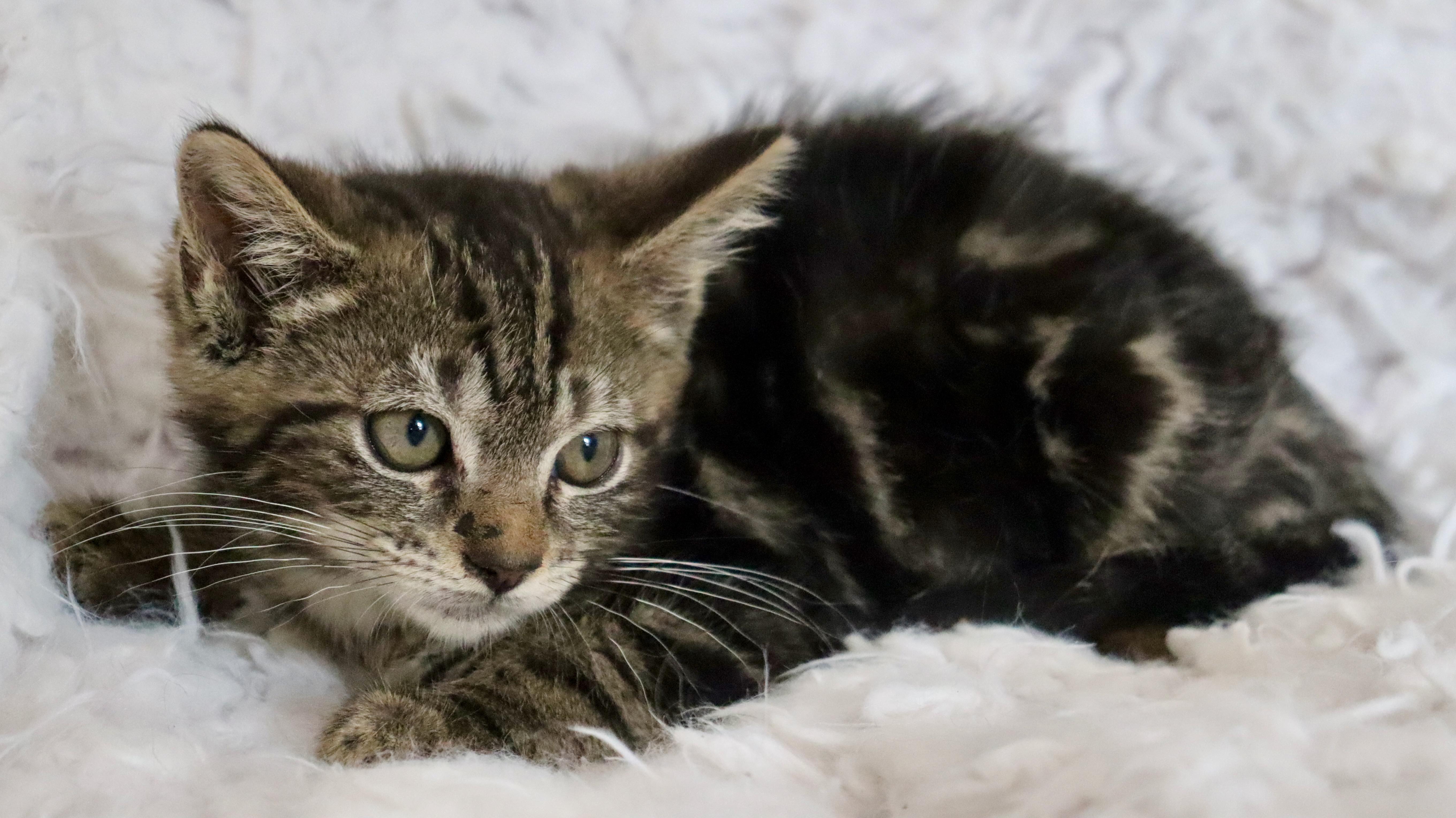 Enlarge Archer, a Adoptable mixed breed in Saint Augustine, FL image 5/5