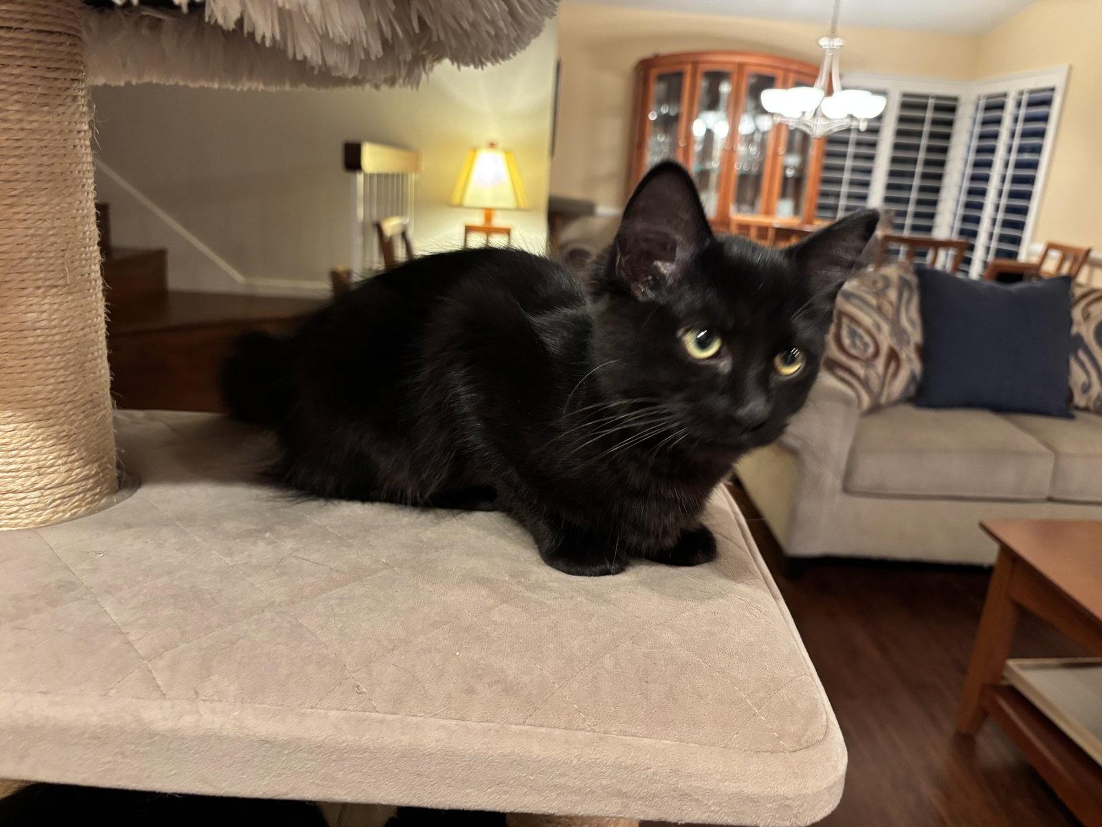 Enlarge Black Jack, a Adopted mixed breed in Laguna Niguel, CA image 1/2