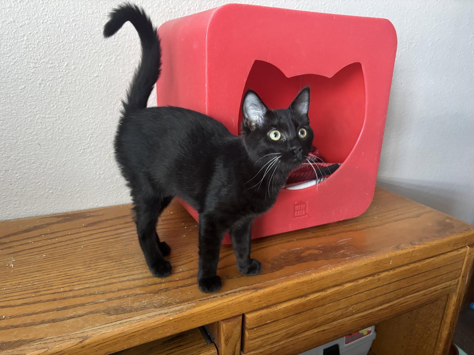 Enlarge Black Jack, a Adopted mixed breed in Laguna Niguel, CA image 2/2
