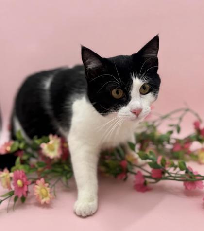 Enlarge Bitty, a Adoptable mixed breed in Bowling Green, KY image 2/2