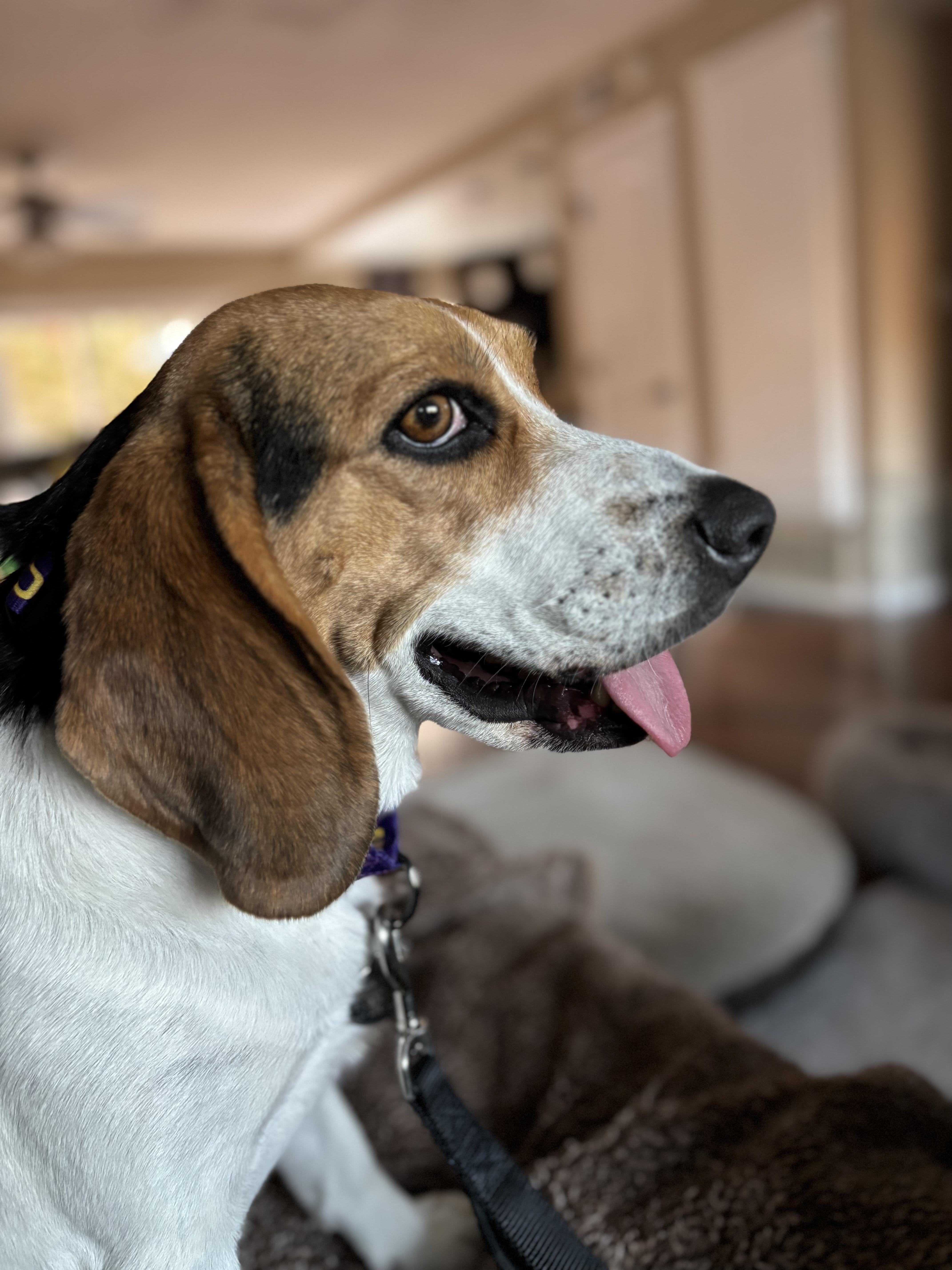 Sophie, an adopted Beagle in San Pedro, CA image 2/3