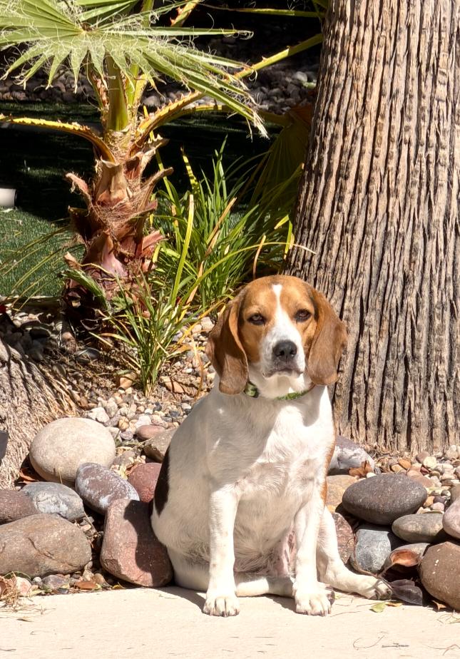 Sophie, adopted, Adult Female Beagle.