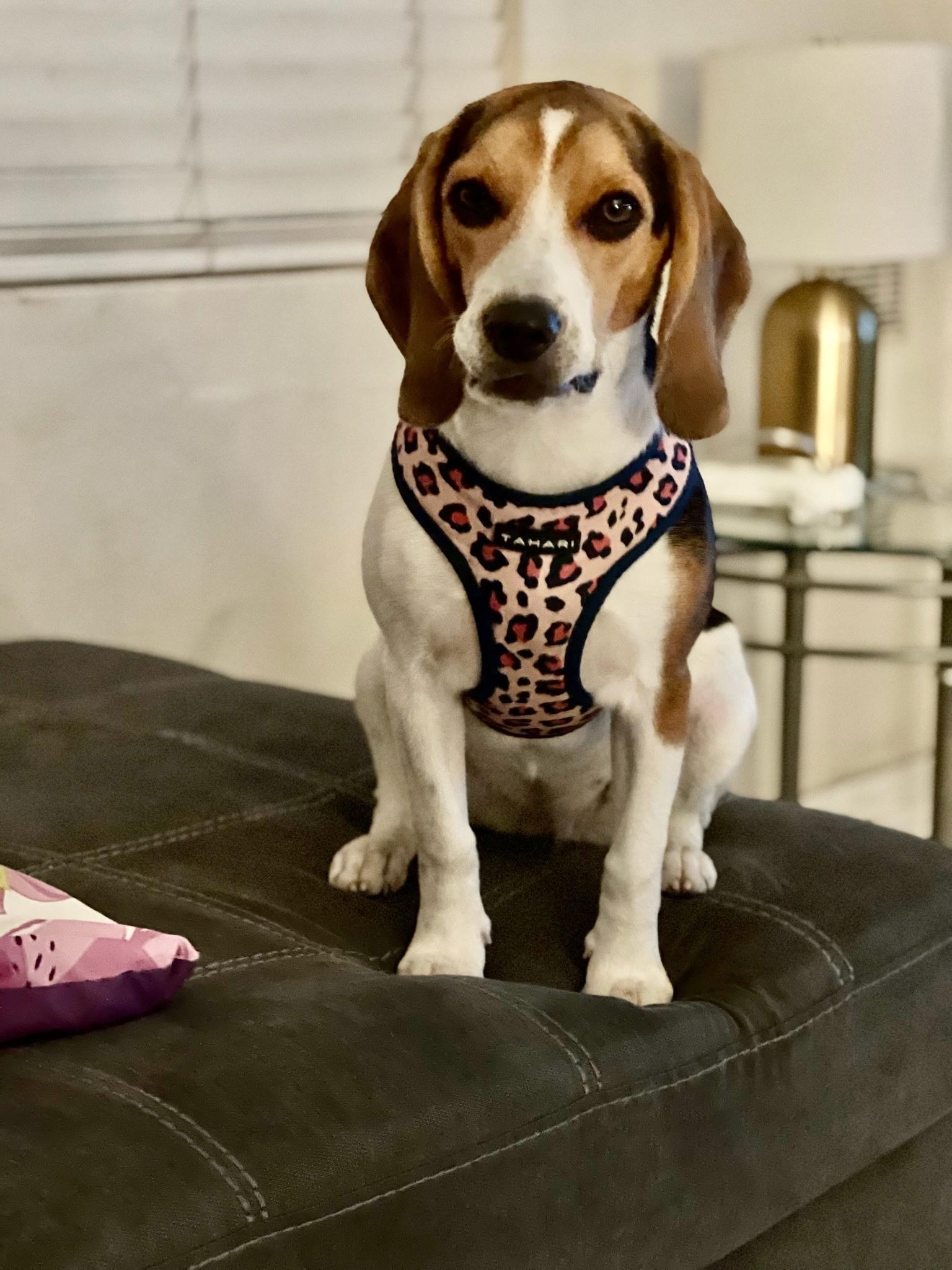 Sophie, an adopted Beagle in San Pedro, CA image 3/3
