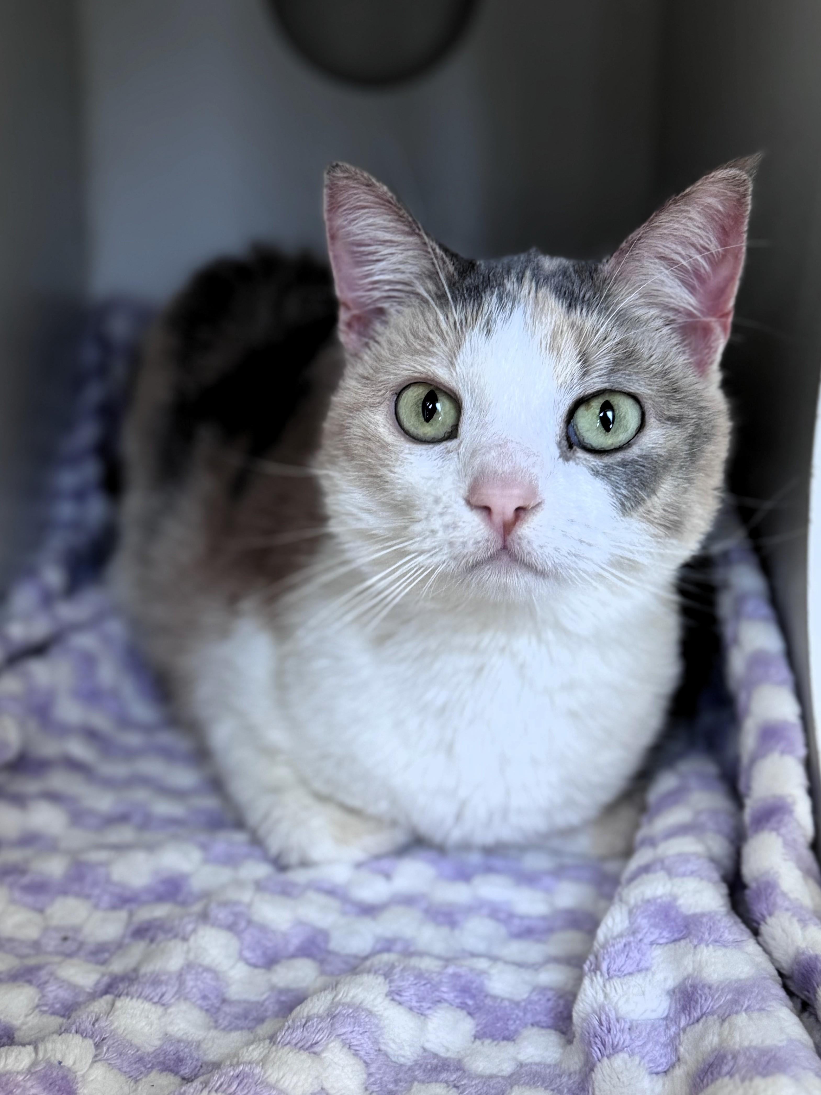 Luci, ADOPTABLE, Adult Female Domestic Short Hair.