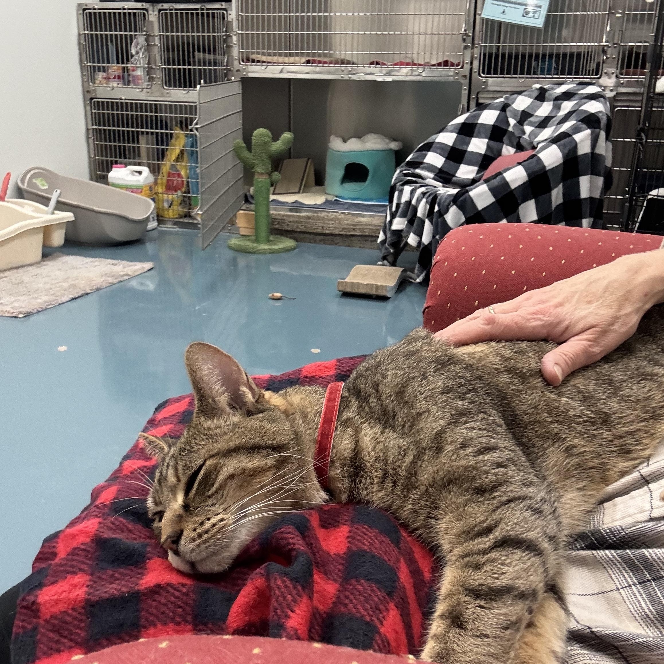 Enlarge Ramen, an adopted Tabby in Crystal Lake, IL image 4/4