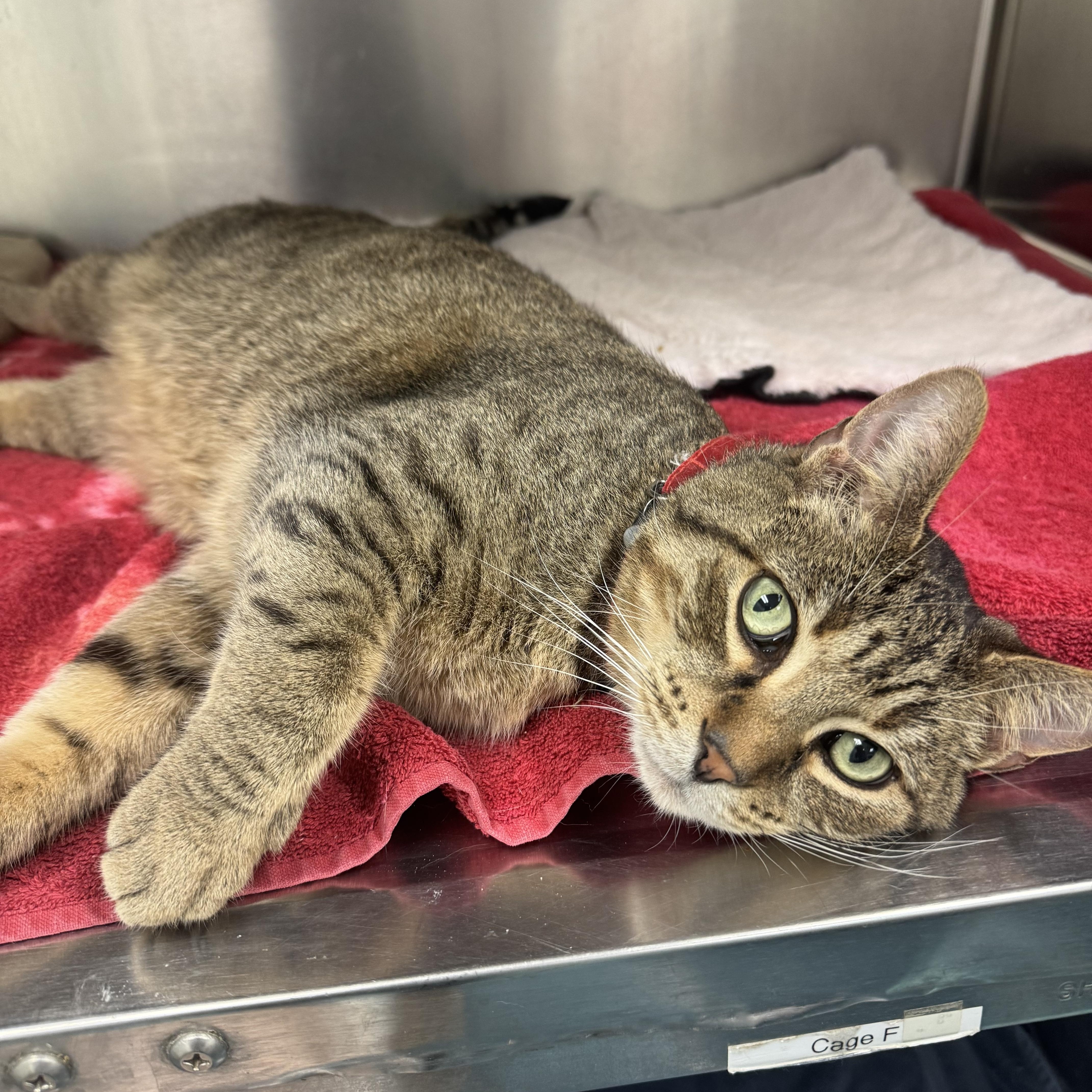 Ramen, adopted, Adult Male Tabby.