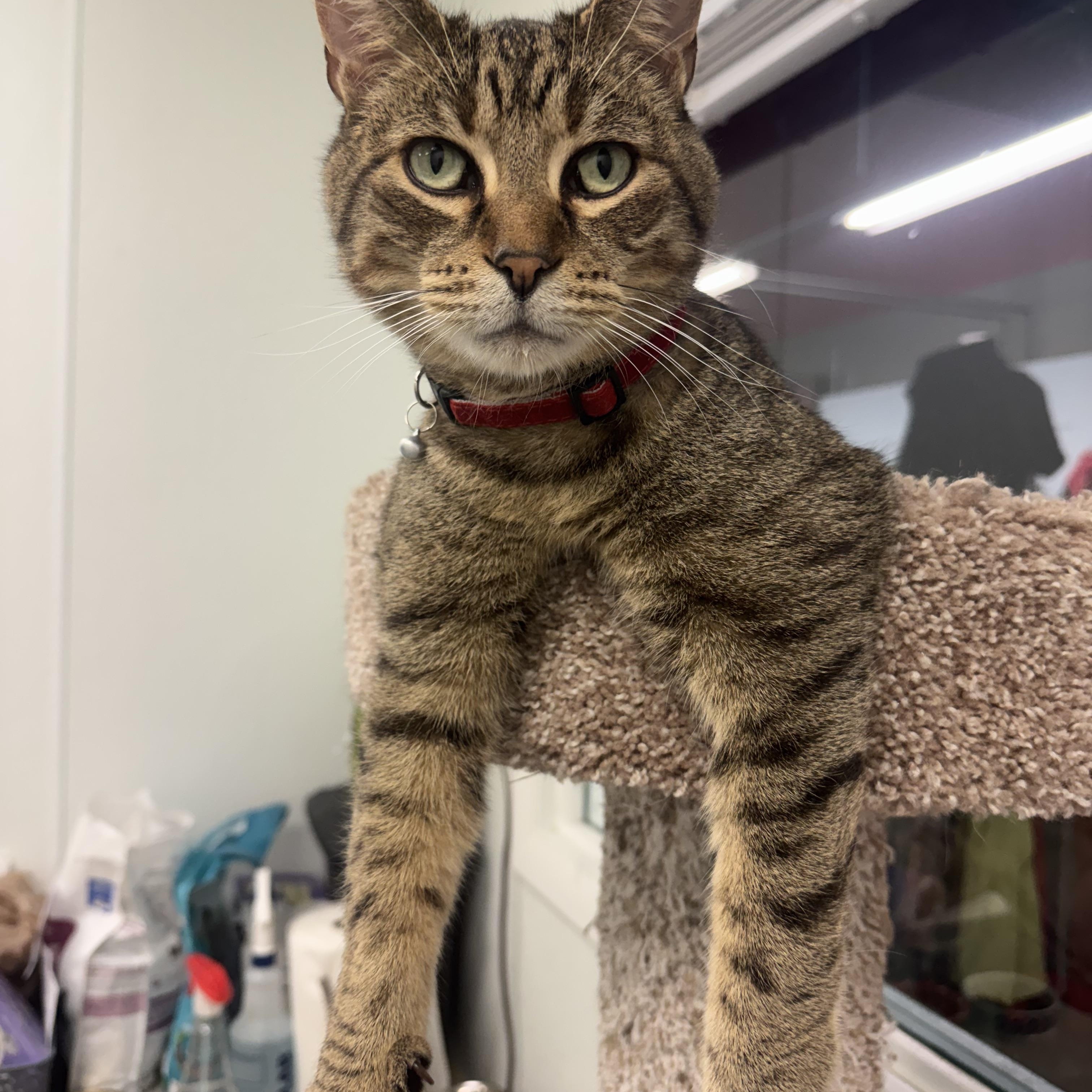 Enlarge Ramen, an adopted Tabby in Crystal Lake, IL image 2/4