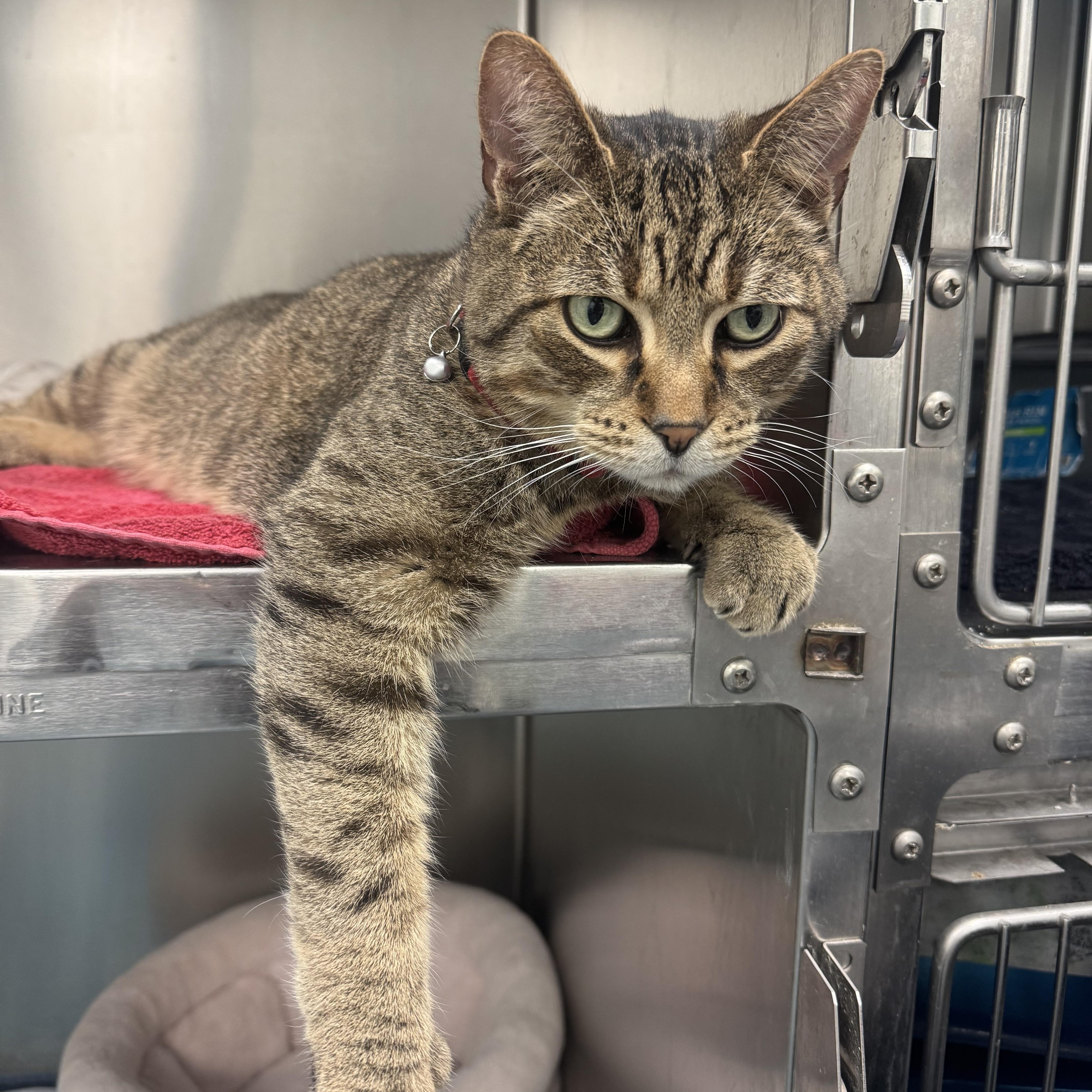 Enlarge Ramen, an adopted Tabby in Crystal Lake, IL image 3/4