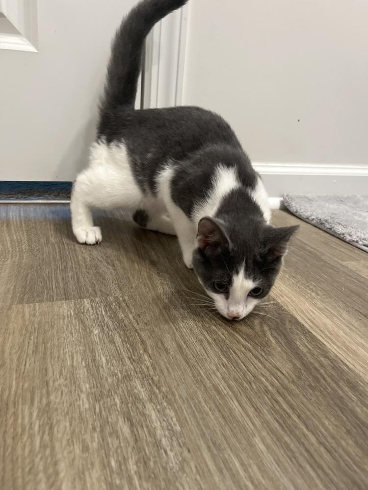 Enlarge Dixie, a Adopted Domestic Short Hair in Salisbury, NC image 1/1
