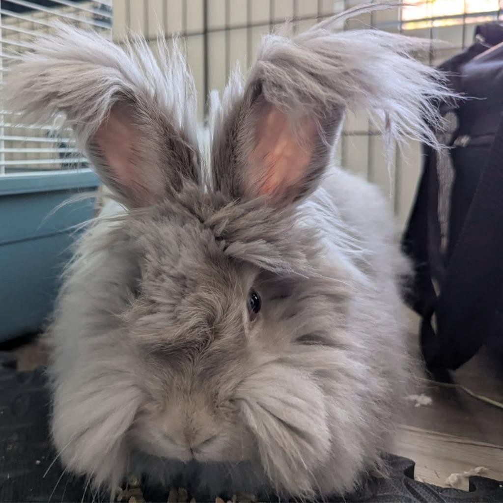 Izzy, Adoptable, Baby Female Bunny Rabbit.