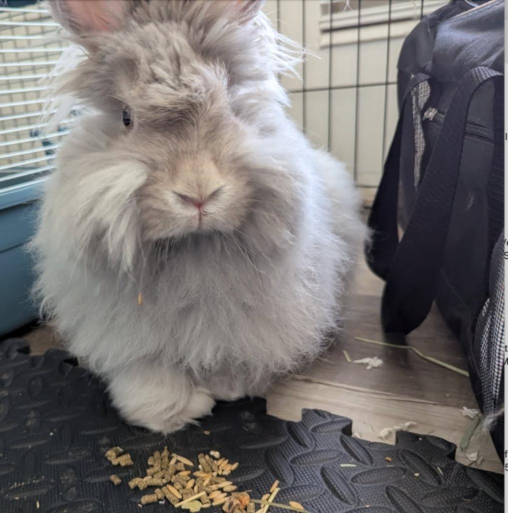 Enlarge Izzy, a Adoptable Bunny Rabbit in Eagle Mountain, UT image 2/3