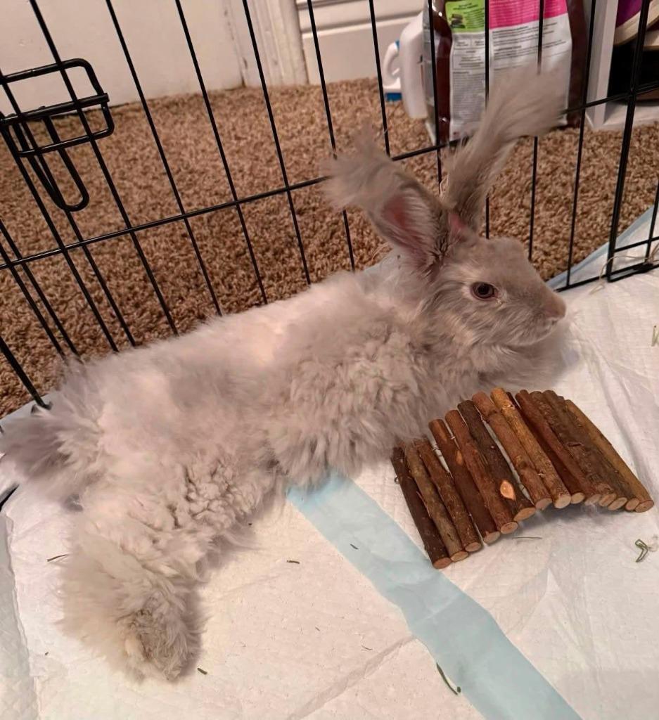 Enlarge Izzy, a Adoptable Bunny Rabbit in Eagle Mountain, UT image 3/3