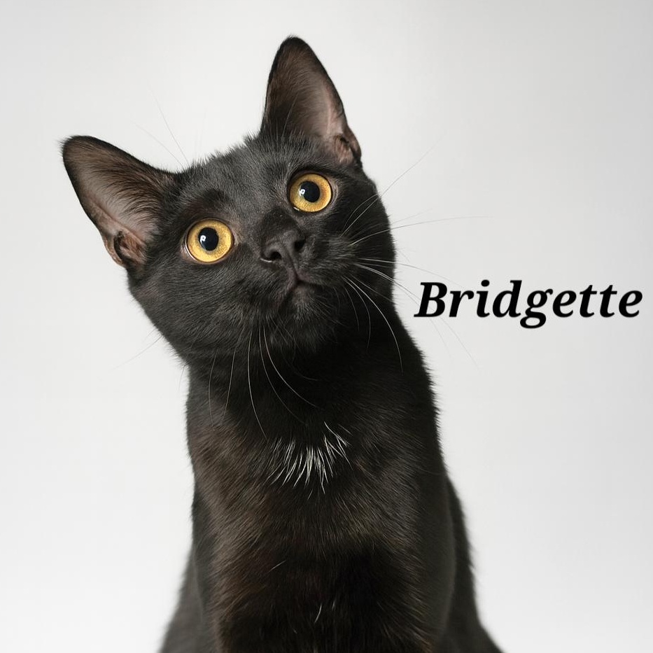 Bridgette ($20 fee), Adoptable, Young Female Domestic Short Hair.