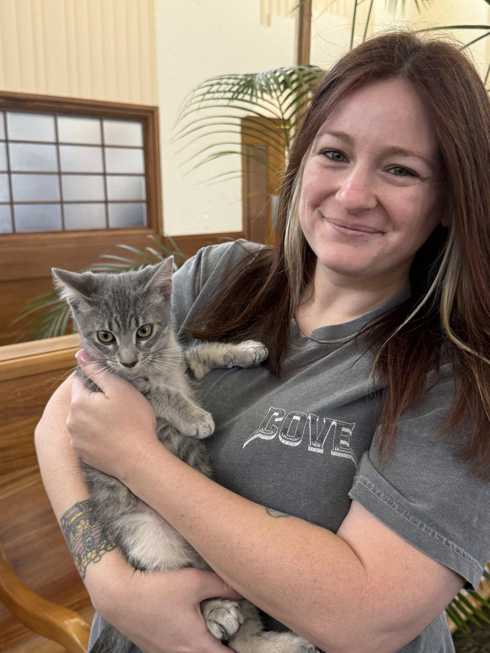 Mud ( AP), a Adoptable Tabby in Vacaville, CA image 1/3