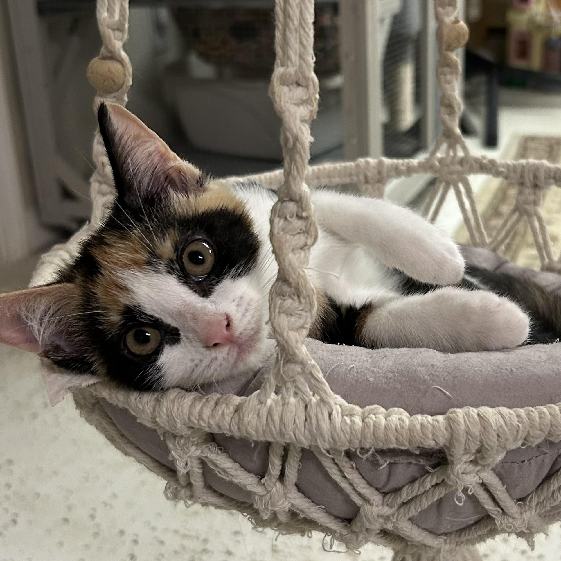 Enlarge Mi, a Adopted Domestic Short Hair in Warwick, RI image 3/3