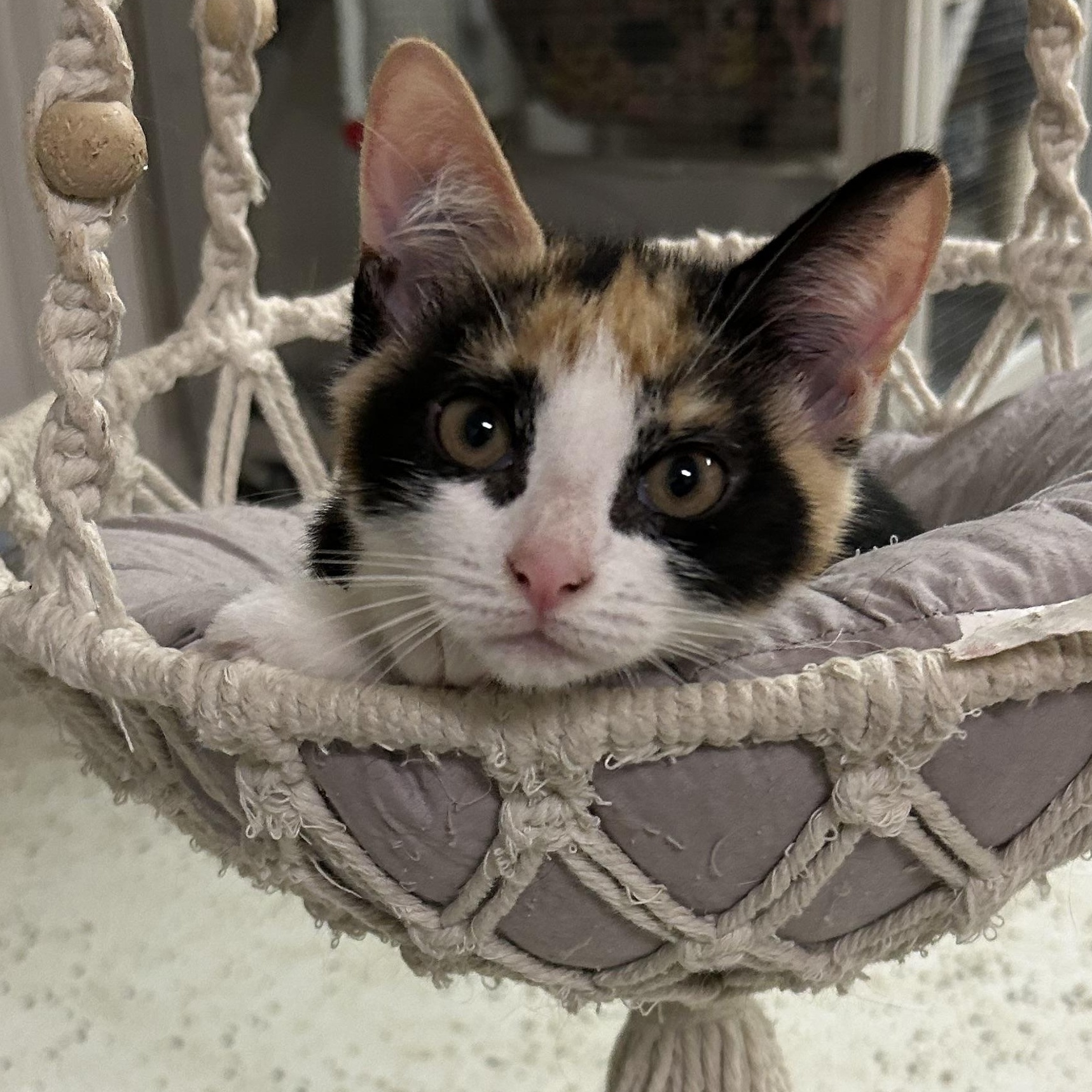 Enlarge Mi, a Adopted Domestic Short Hair in Warwick, RI image 2/3