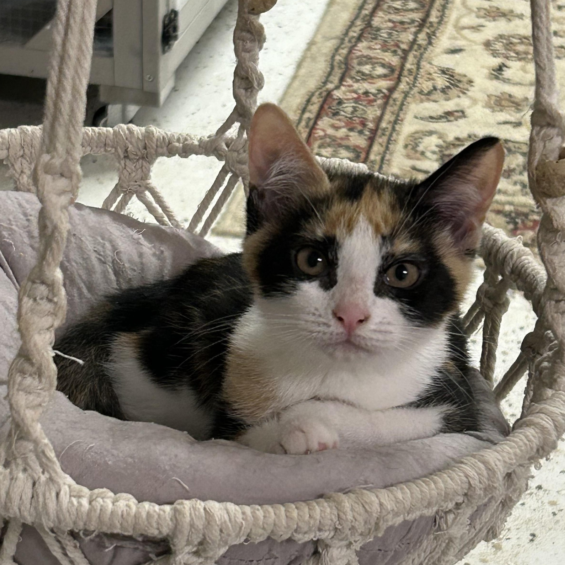 Mi, Adopted, Kitten Female Domestic Short Hair.