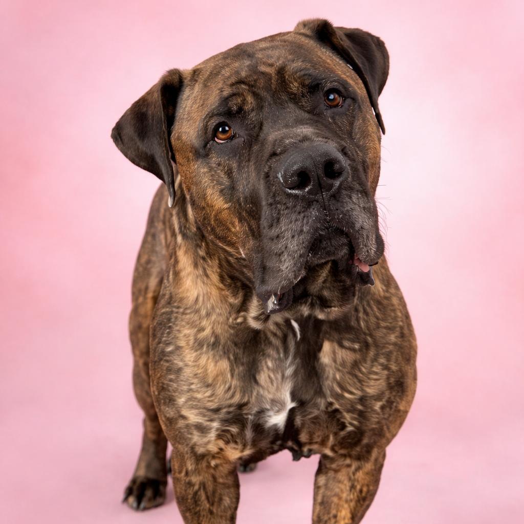 Baby Girl, Adoptable, Adult Female Mastiff.