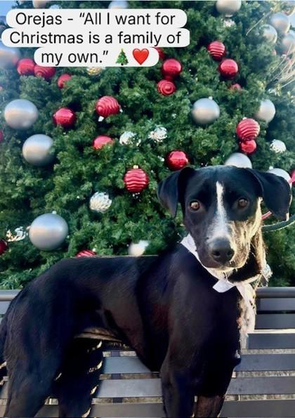 Enlarge Orejas, a Adoptable Mixed Breed in Fort Worth, TX image 1/3