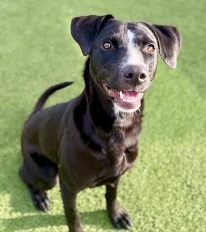 Enlarge Orejas, a Adoptable Mixed Breed in Fort Worth, TX image 2/3