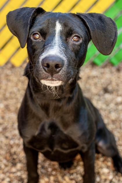 Enlarge Orejas, a Adoptable Mixed Breed in Fort Worth, TX image 3/3