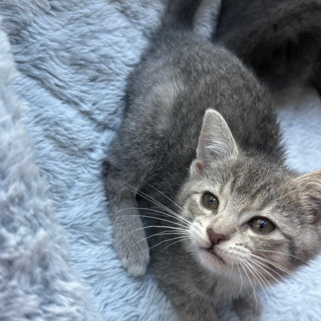 Enlarge Babe Ruth, a Adoptable Domestic Short Hair in La Grange, KY image 1/3