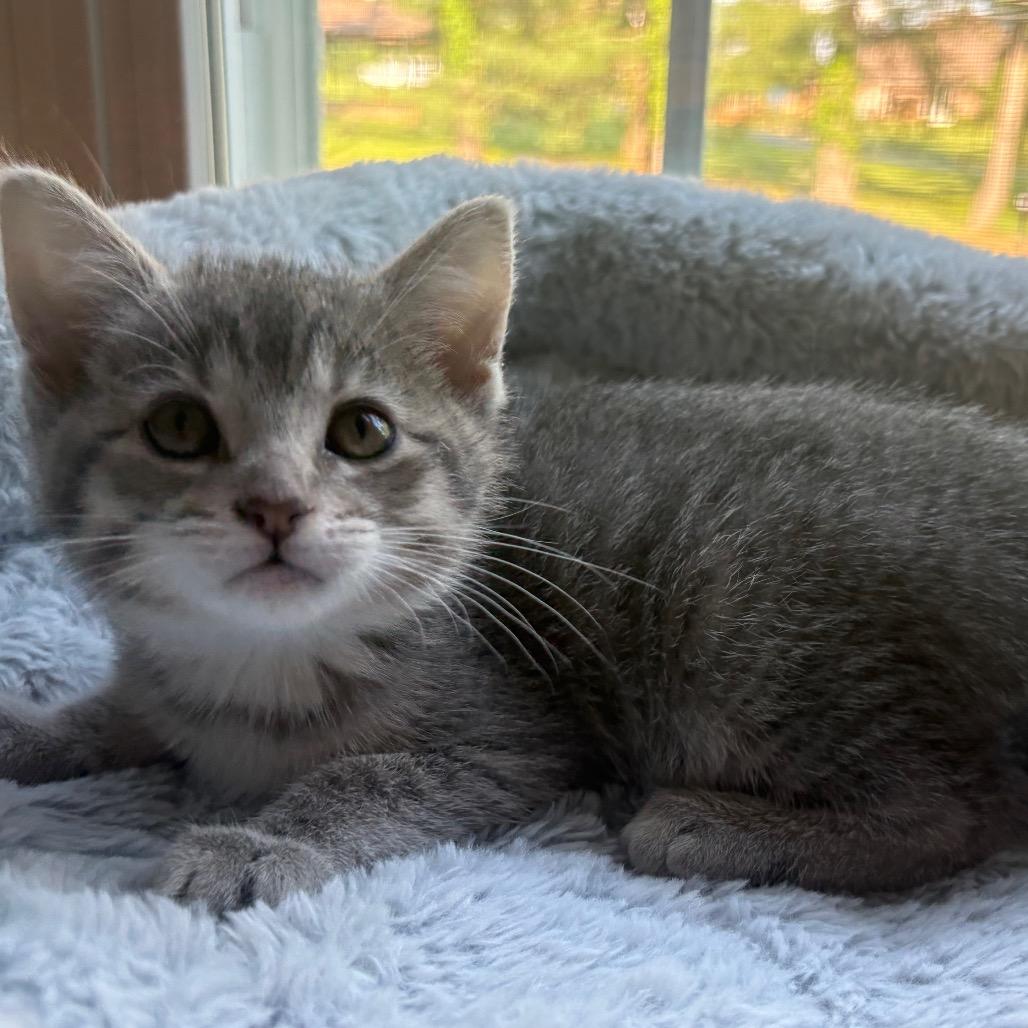 Enlarge Babe Ruth, a Adoptable Domestic Short Hair in La Grange, KY image 2/3