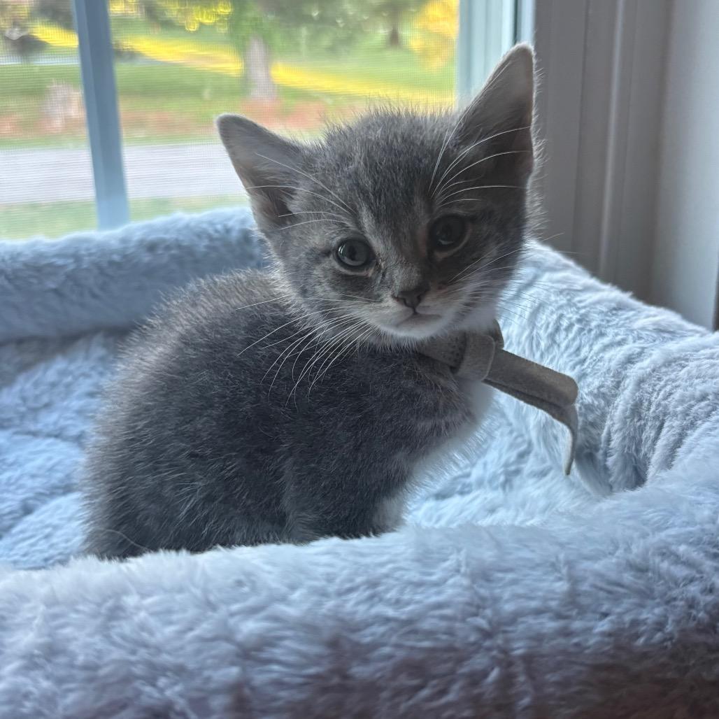 Enlarge Babe Ruth, a Adoptable Domestic Short Hair in La Grange, KY image 3/3