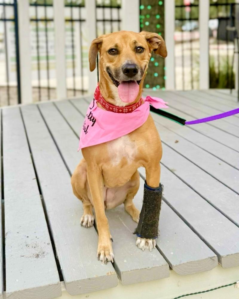 Enlarge Sunshine, a Adoptable mixed breed in Orlando, FL image 1/6