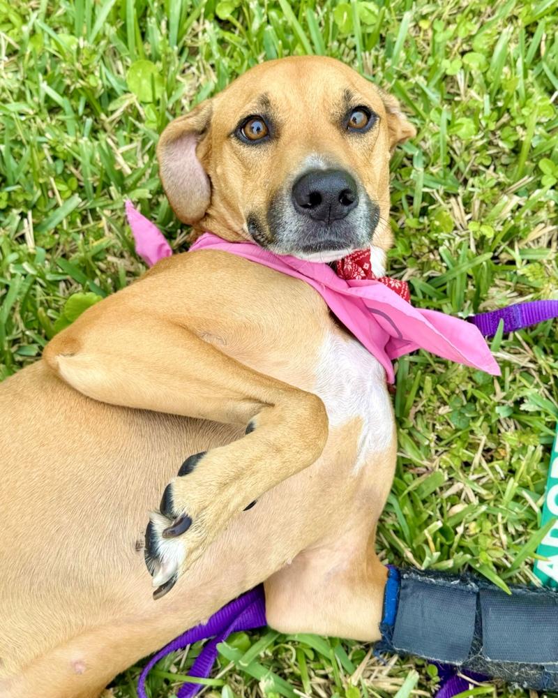 Enlarge Sunshine, a Adoptable mixed breed in Orlando, FL image 2/6