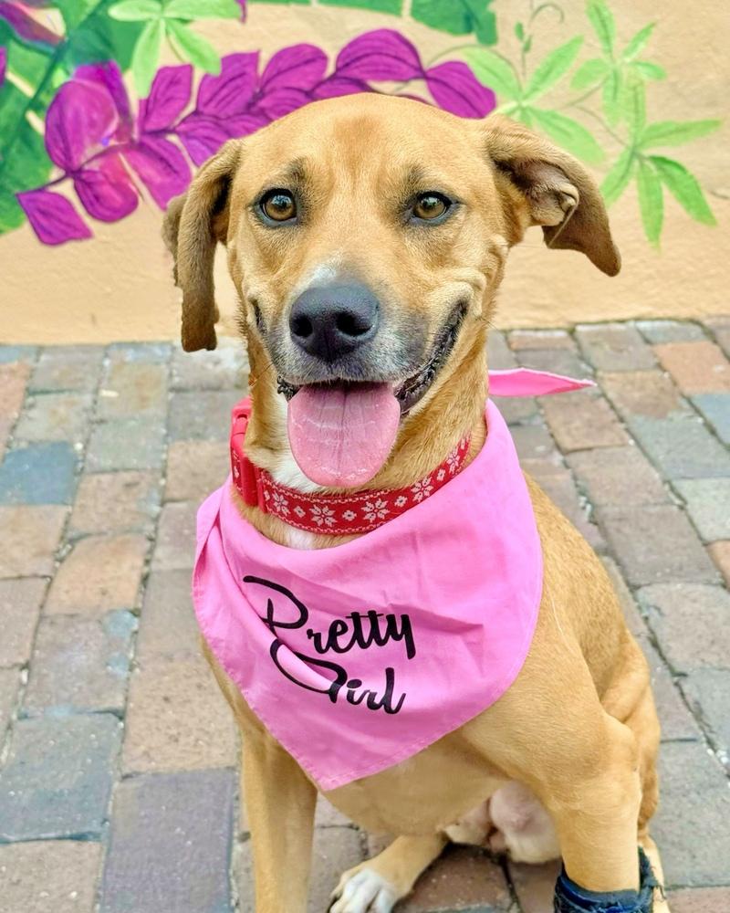 Enlarge Sunshine, a Adoptable mixed breed in Orlando, FL image 3/6