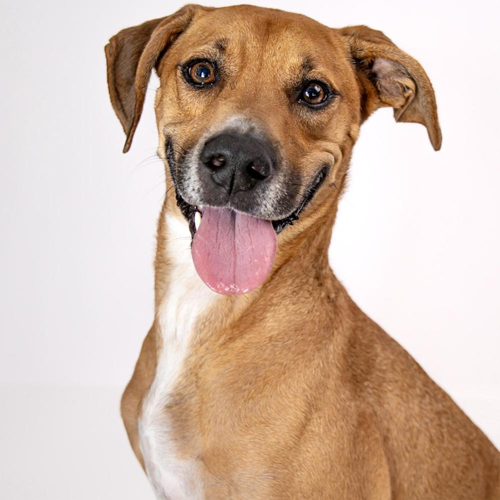 Enlarge Sunshine, a Adoptable mixed breed in Orlando, FL image 4/6