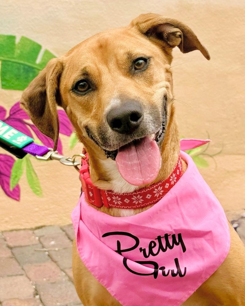 Enlarge Sunshine, a Adoptable mixed breed in Orlando, FL image 5/6