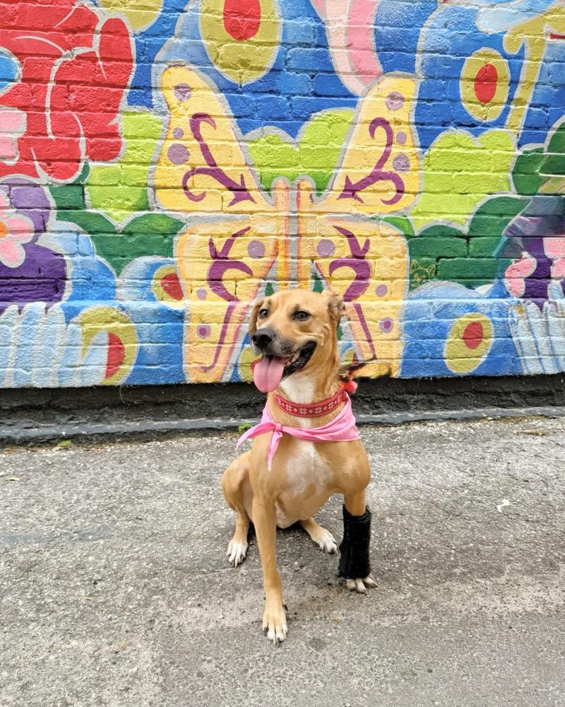 Enlarge Sunshine, a Adoptable mixed breed in Orlando, FL image 6/6