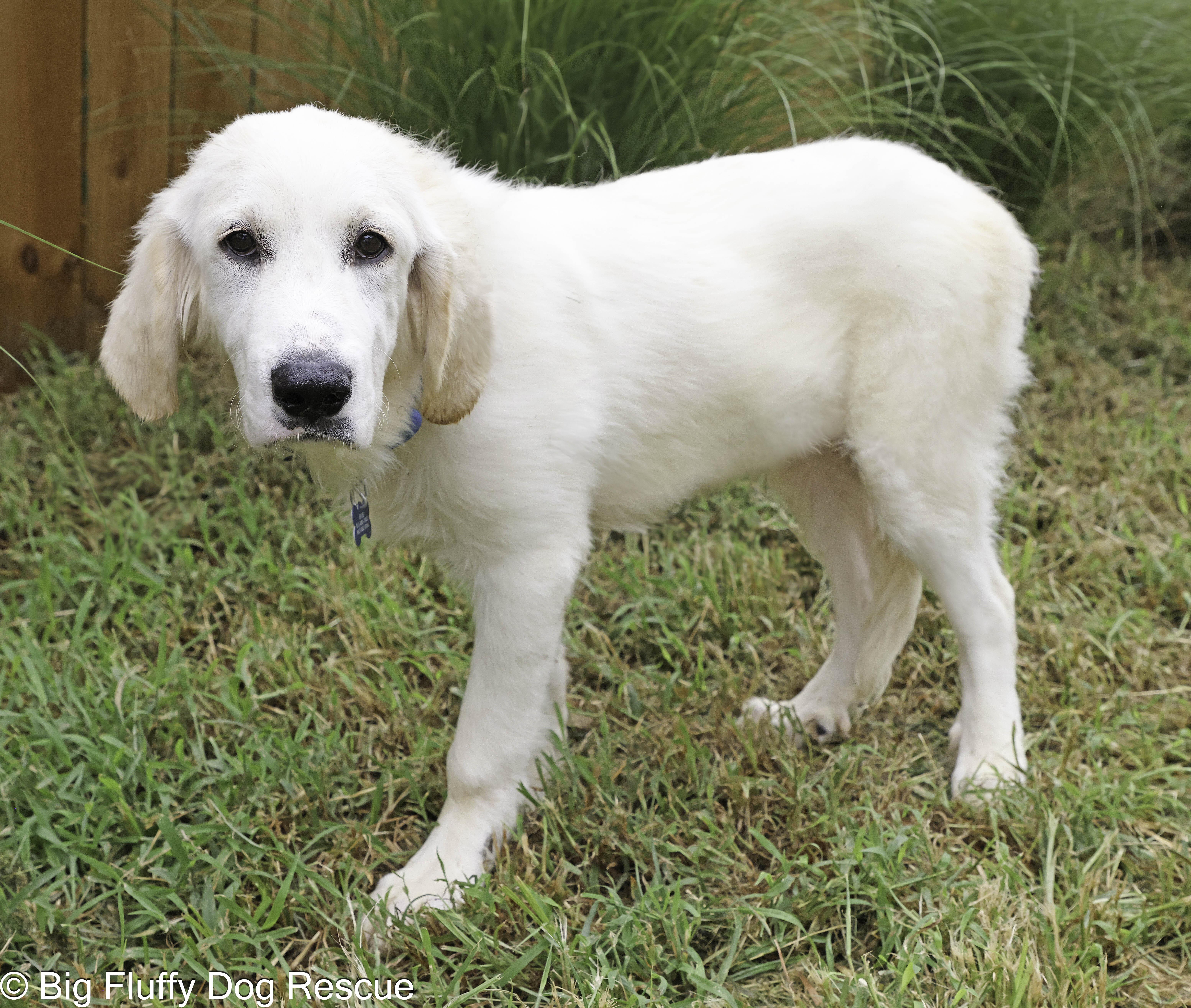 Triton, Adopted, Puppy Male Anatolian Shepherd.