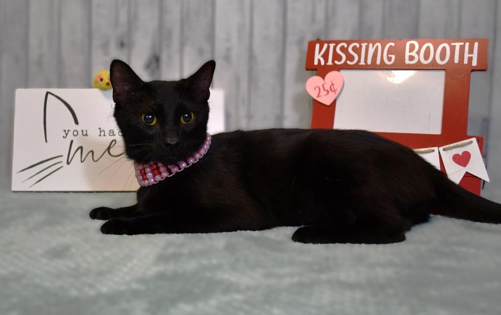 Mavis, Adoptable, Young Female Domestic Short Hair.