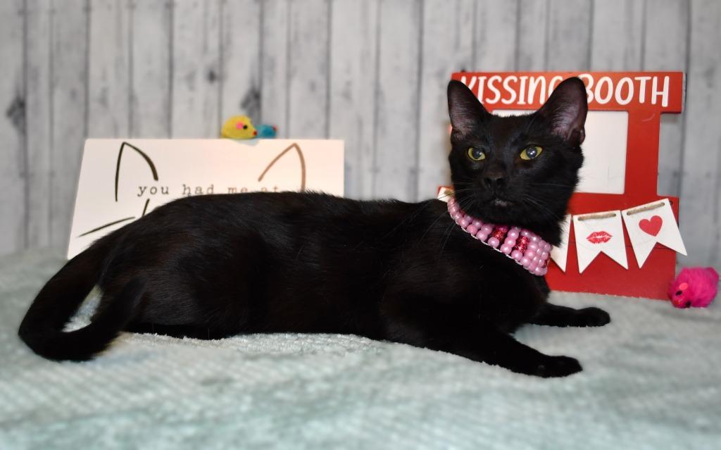 Enlarge Mavis, a Adoptable mixed breed in Roanoke, TX image 2/3