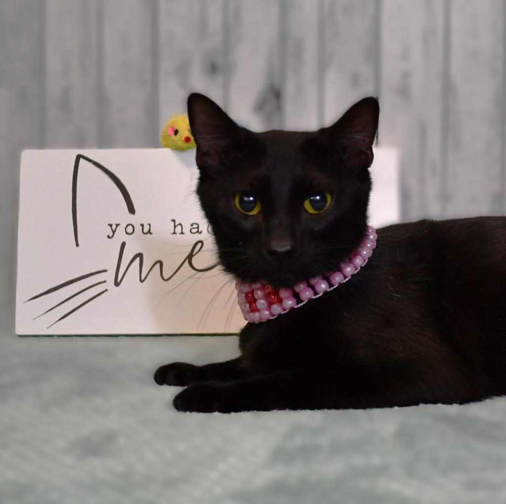 Enlarge Mavis, a Adoptable mixed breed in Roanoke, TX image 3/3