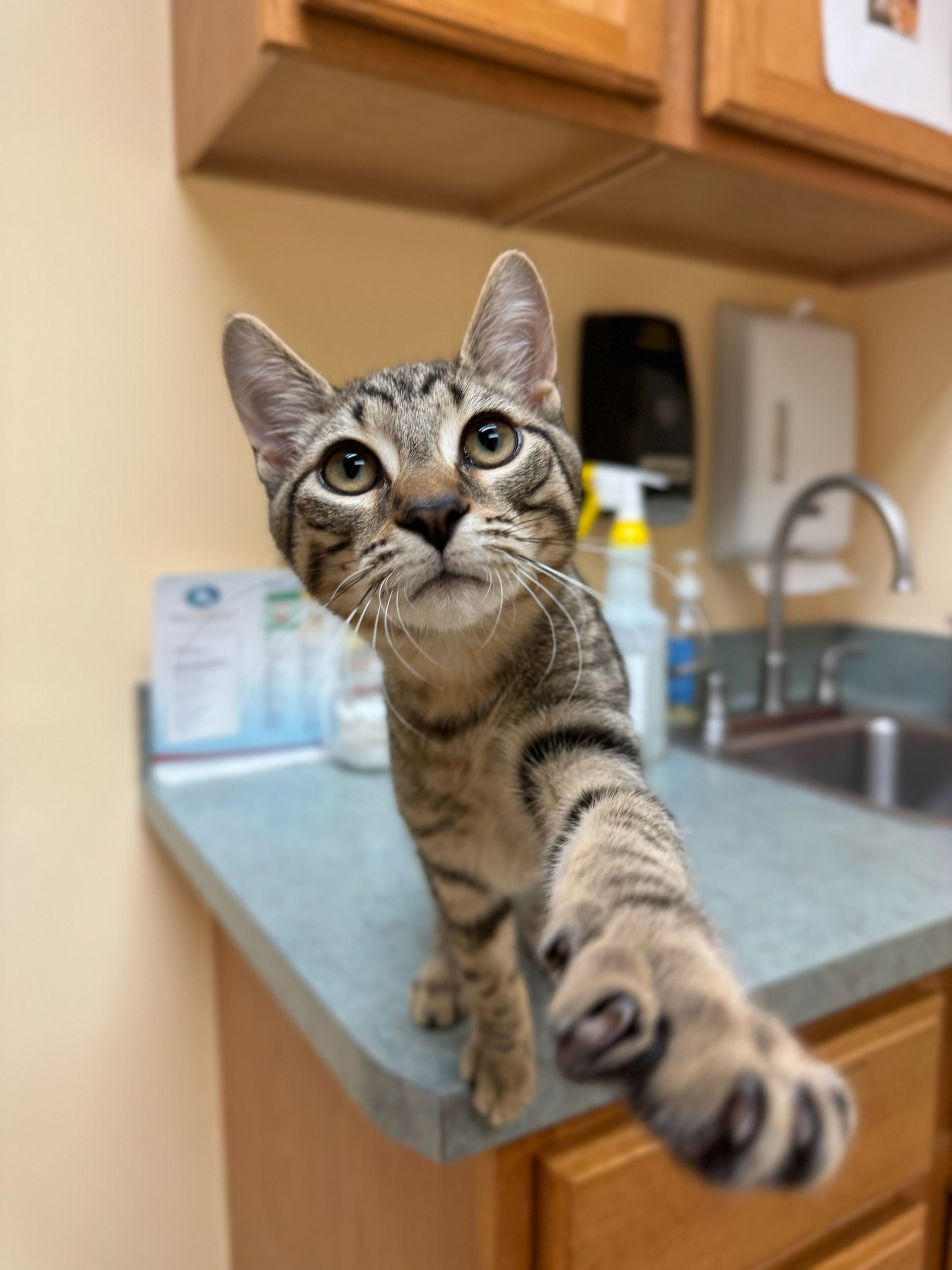 Simba, an adoptable Domestic Short Hair in Ann Arbor, MI_image-1