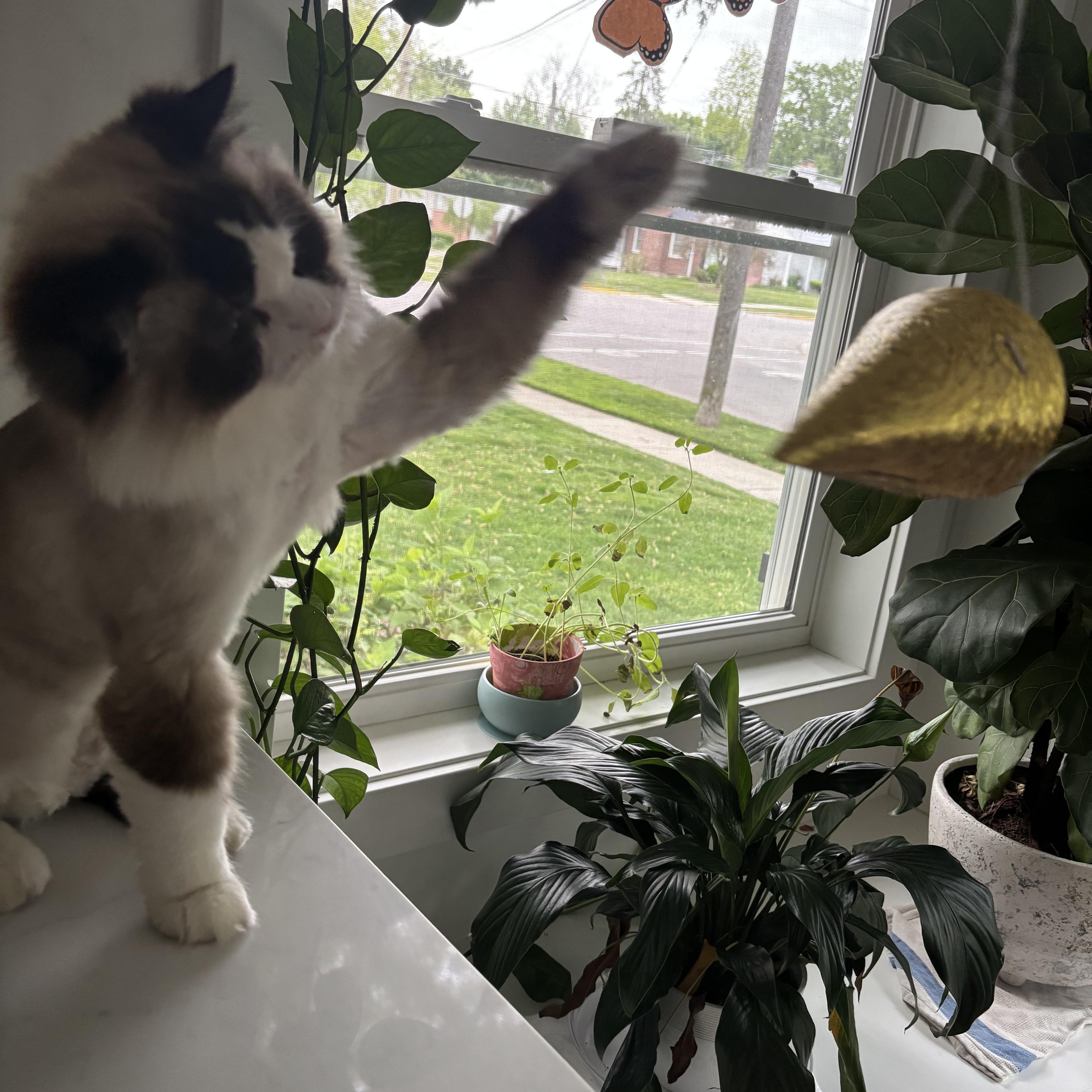 Enlarge Benji - Bonded with Liberty, a ADOPTABLE Ragdoll in Rockford, MI image 3/6