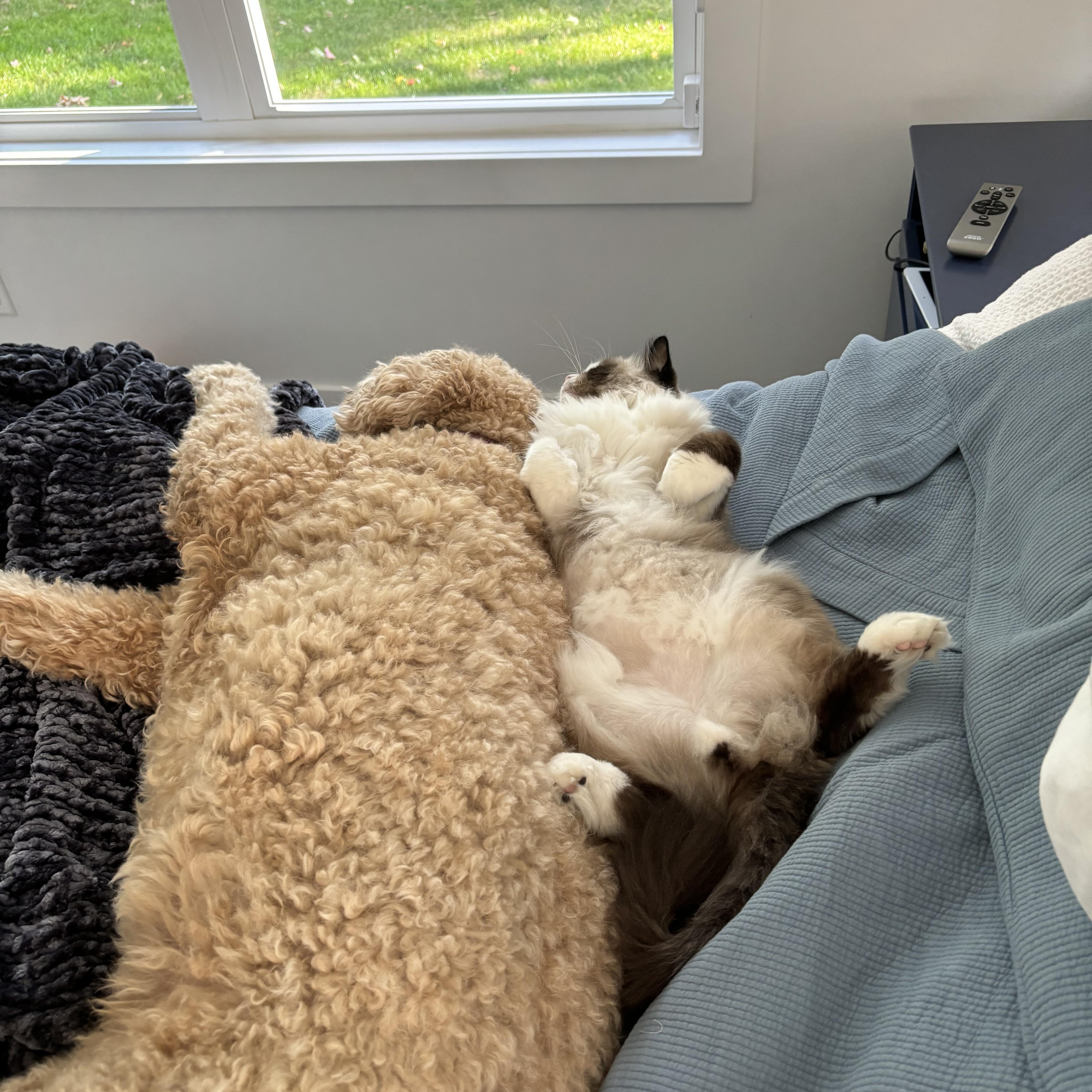 Enlarge Benji - Bonded with Liberty, a ADOPTABLE Ragdoll in Rockford, MI image 4/6