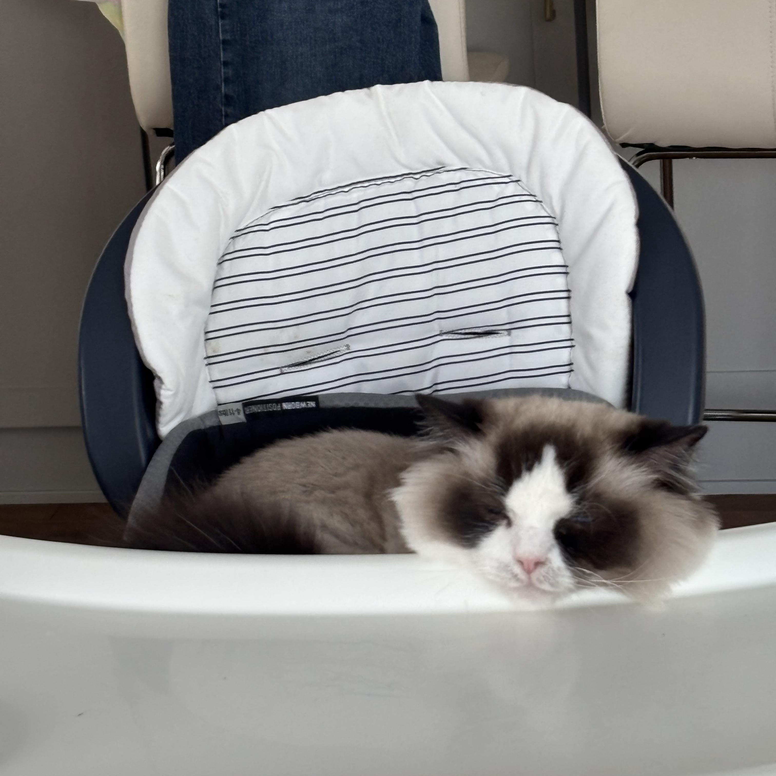 Enlarge Benji - Bonded with Liberty, a ADOPTABLE Ragdoll in Rockford, MI image 6/6