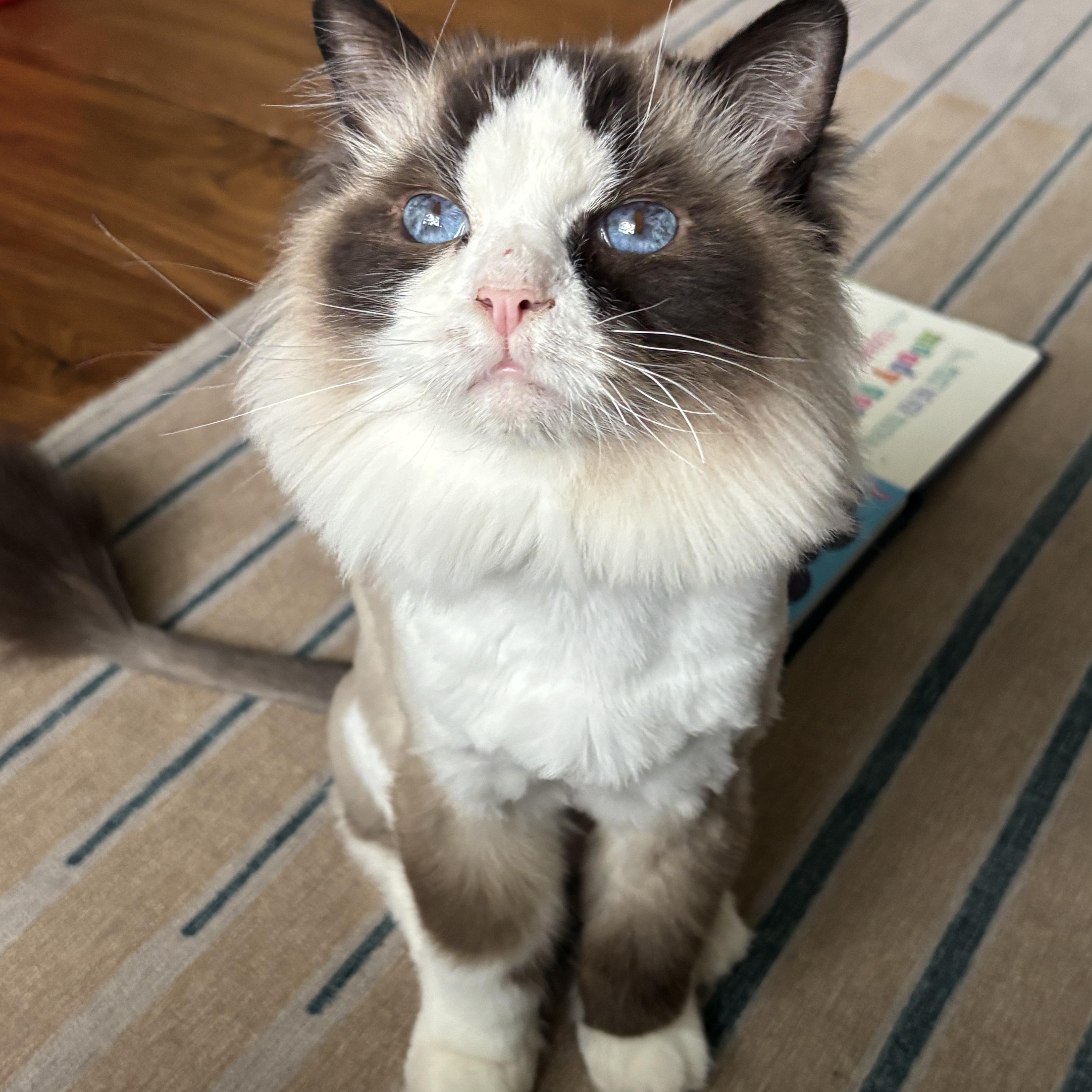 Enlarge Benji - Bonded with Liberty, a ADOPTABLE Ragdoll in Rockford, MI image 2/6