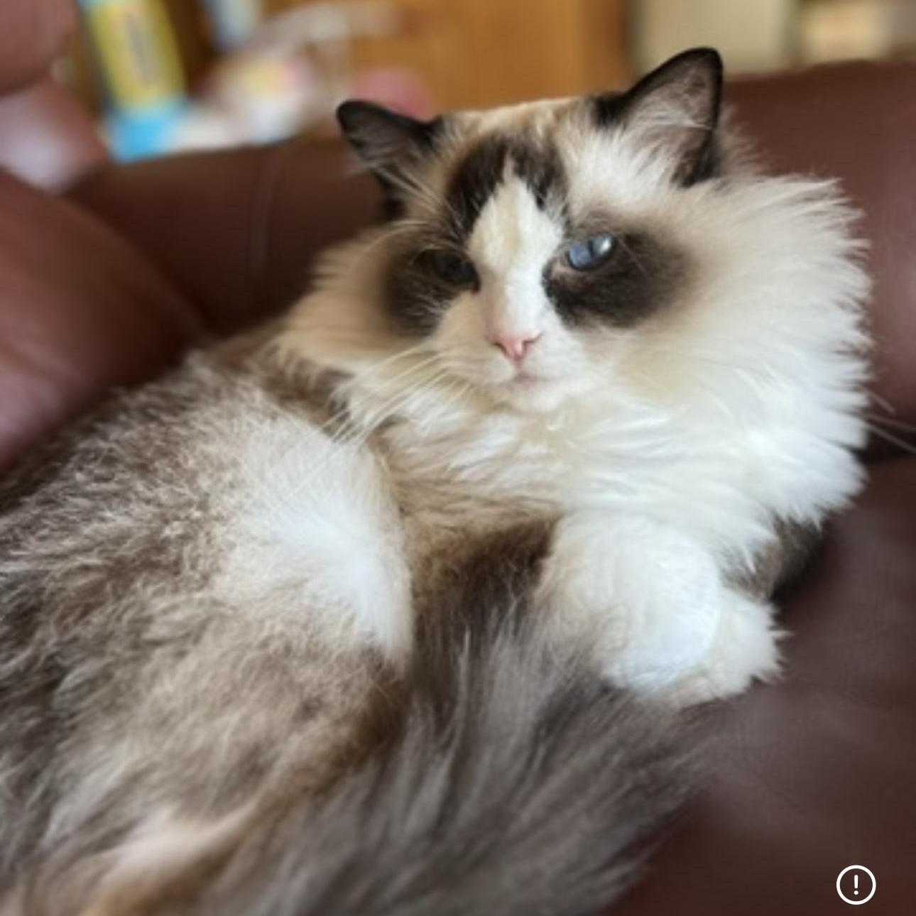 Benji - Bonded with Liberty, ADOPTABLE, Adult Male Ragdoll.