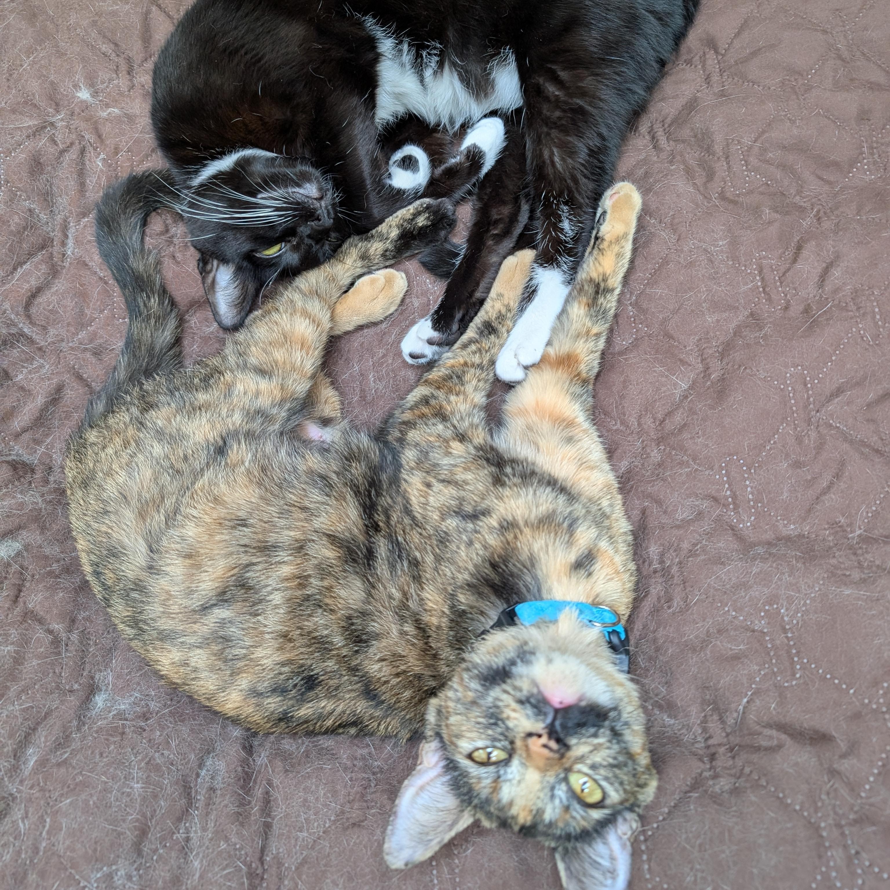 Frenchie: A Cat's Best Friend (Tuxie) photo 4
