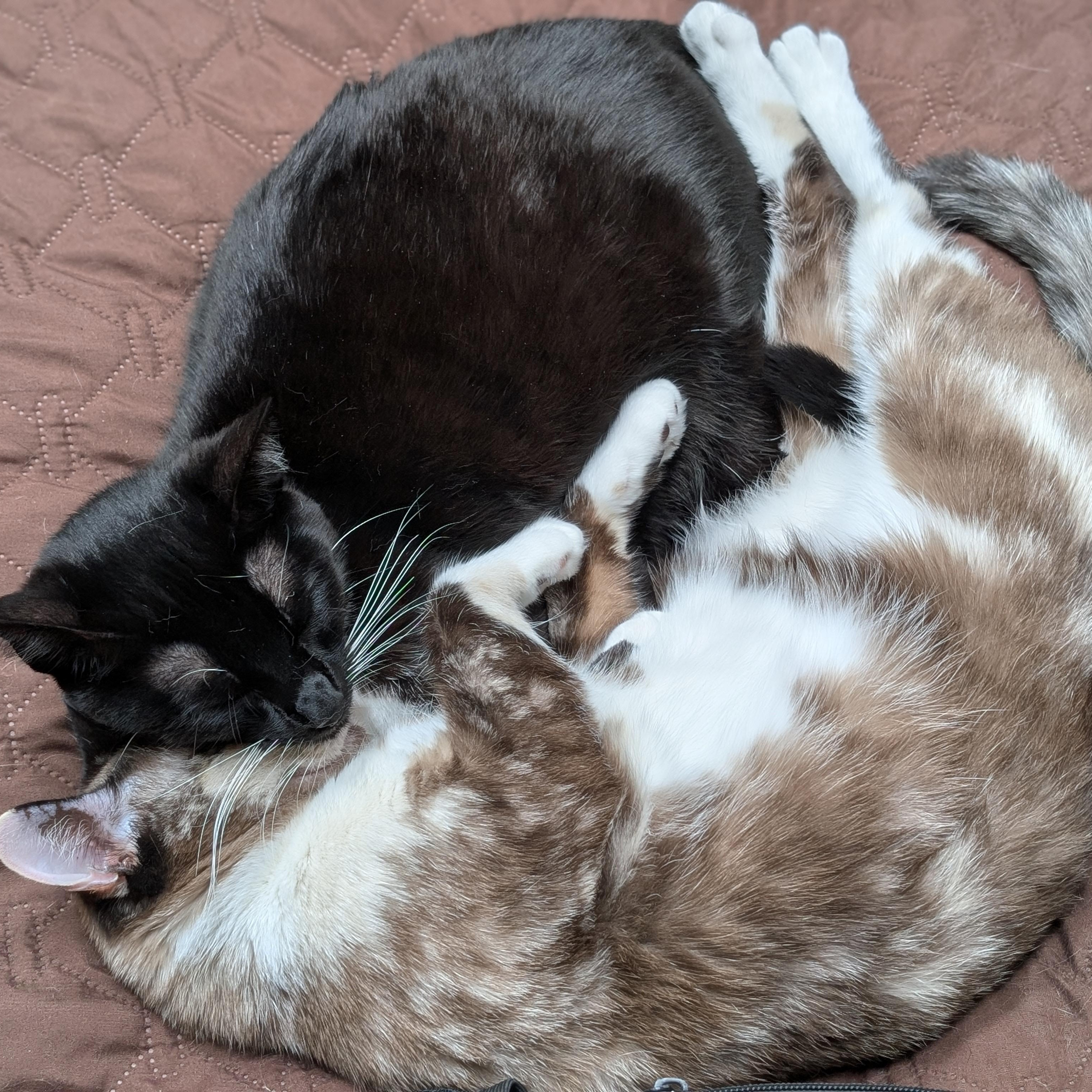 Frenchie: A Cat's Best Friend (Tuxie) photo 3