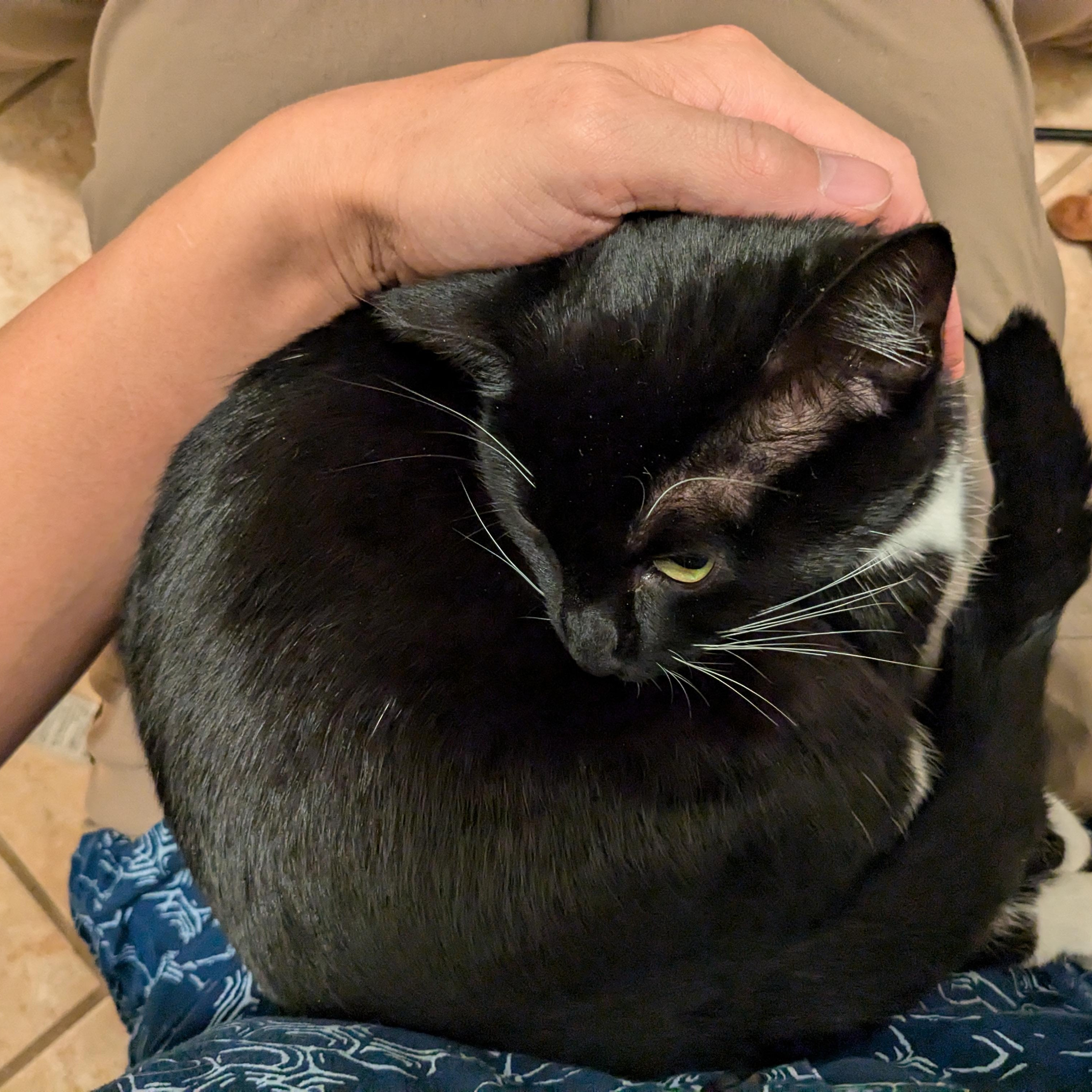 Frenchie: A Cat's Best Friend (Tuxie) photo 2