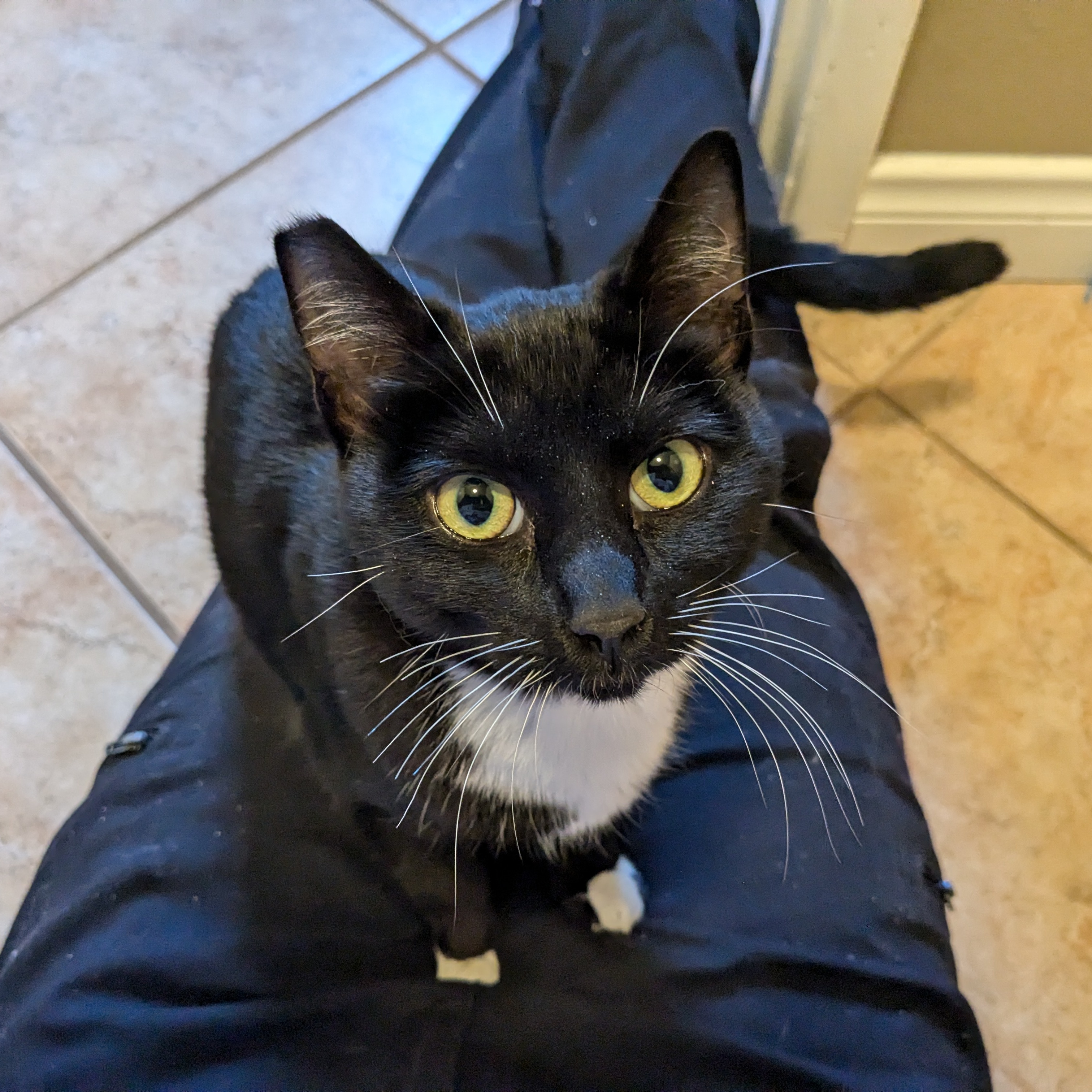 Frenchie: A Cat's Best Friend (Tuxie) photo 5
