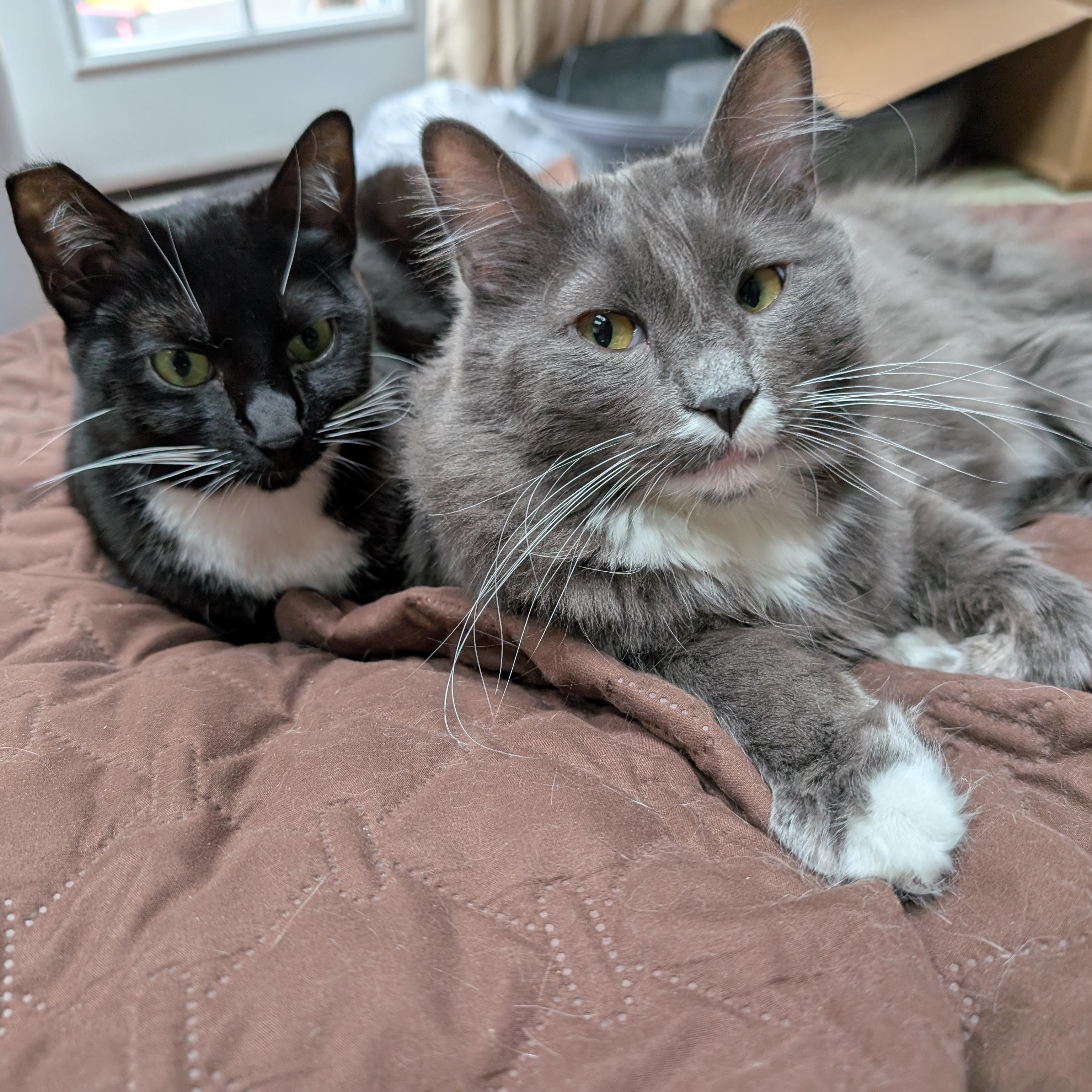 Frenchie: A Cat's Best Friend (Tuxie) photo 6
